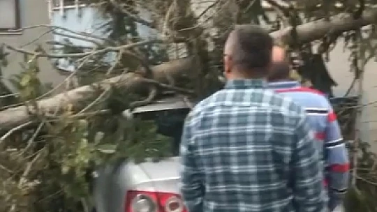 Arabanın üzerine ağaç devrildi