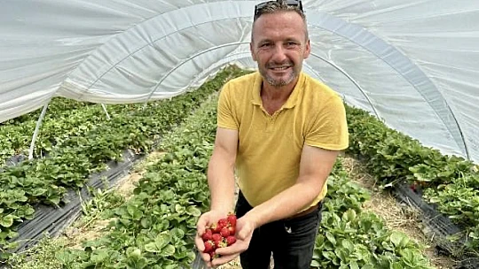 Hala şaşıran var, bunlar goçvaz karpuzu