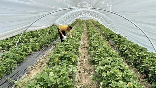 Hala şaşıran var, bunlar goçvaz karpuzu