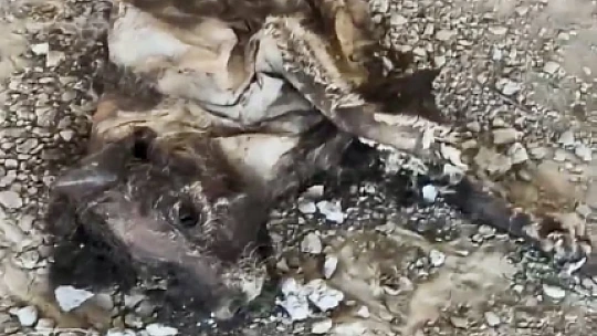 Çocuklar tarafından bulundu