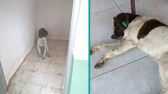 Yaralı köpeğe iş insanı sahip çıktı