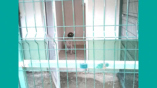 Yaralı köpeğe iş insanı sahip çıktı