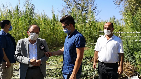 Bartın'da ilk kenevir hasadı yapıldı