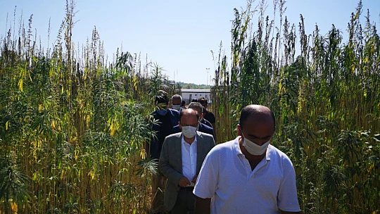 Bartın'da ilk kenevir hasadı yapıldı