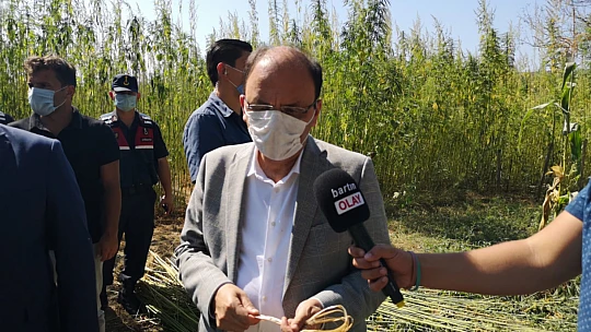 Bartın'da ilk kenevir hasadı yapıldı