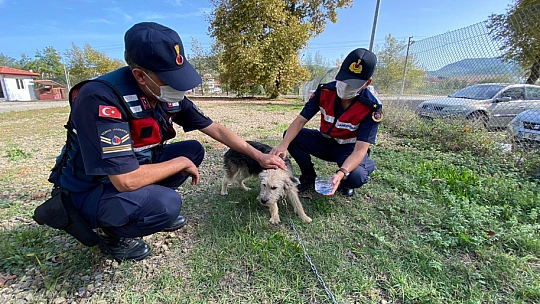 Sopayla dövülen köpeğin akıbeti