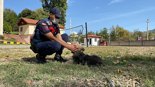 Sopayla dövülen köpeğin akıbeti