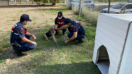 Sopayla dövülen köpeğin akıbeti