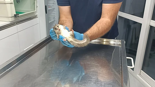 Bartın'da ilk defa görüldü