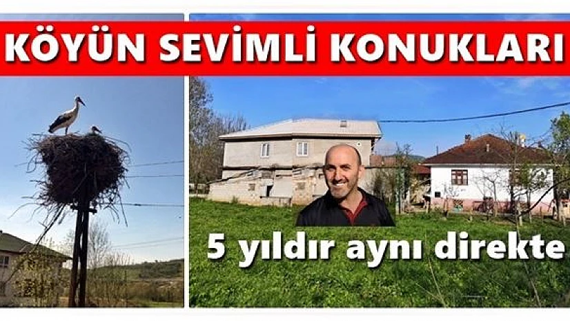 Beş yıldır gelen leylekler ilgi odağı oldu