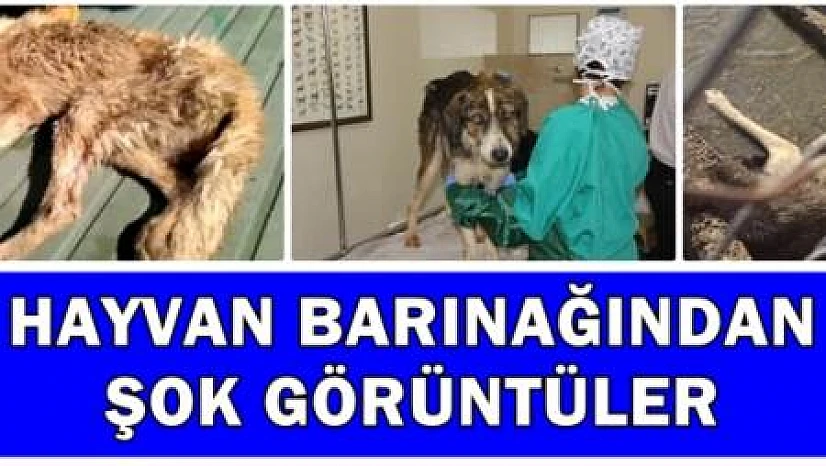 Hayvan barınağından şok görüntüler